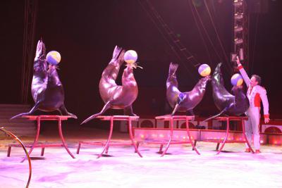 circus_seehunde