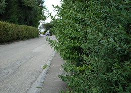 Hecke an einem Gehweg