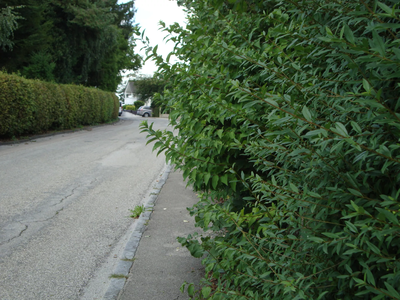 Hecke an einem Gehweg