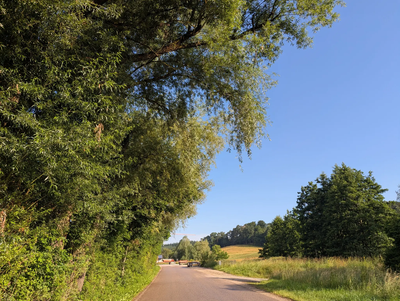 Baumpflegearbeiten am Weingarten und in Tegernbach