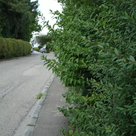 Hecke an einem Gehweg