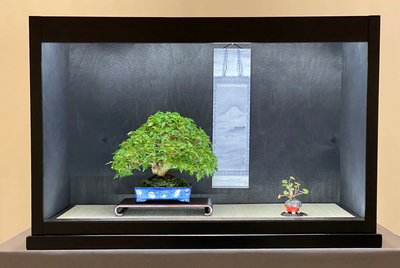 Bonsaifreunde Holledau holen 5 Medaillen