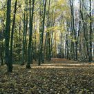Rundgang im Stadtwald am 15.10.25, 15 Uhr