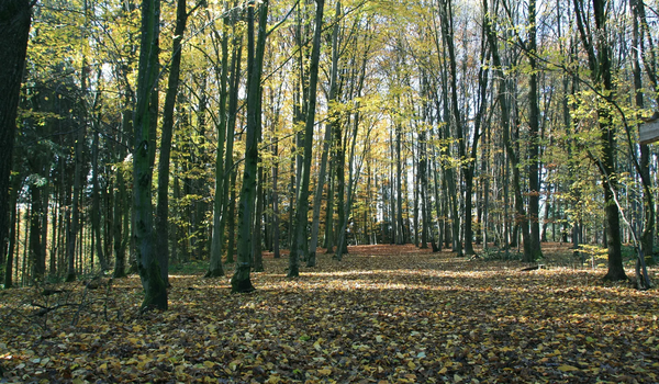 Rundgang im Stadtwald am 15.10.25, 15 Uhr
