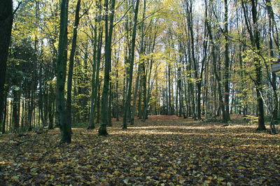 Rundgang im Stadtwald am 15.10.25, 15 Uhr