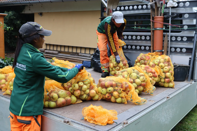 Stadtwerke sammeln für Pfaffenhofener Apfelsaft