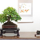 Bonsaifreunde Holledau stellen aus