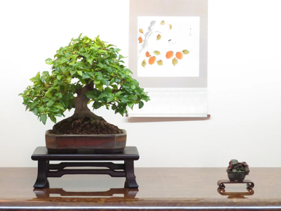 Bonsaifreunde Holledau stellen aus