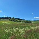 Die Pflege von Hecken ist wichtig, da sie eine zentrale Rolle für die Artenvielfalt darstellen. 