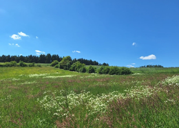 Die Pflege von Hecken ist wichtig, da sie eine zentrale Rolle für die Artenvielfalt darstellen. 