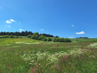 Die Pflege von Hecken ist wichtig, da sie eine zentrale Rolle für die Artenvielfalt darstellen. 