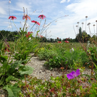 Staudenhochbeete wie dieses im Gerolsbachpark bieten Nahrung und Lebensraum für zahlreiche Insekten und Vögel. 