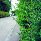 Keine Hecken und Sträucher mehr schneiden