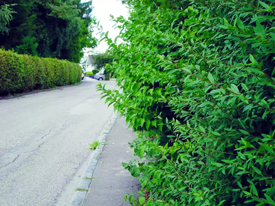 Keine Hecken und Sträucher mehr schneiden