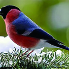 65 Jahre Vogelliebhaberverein