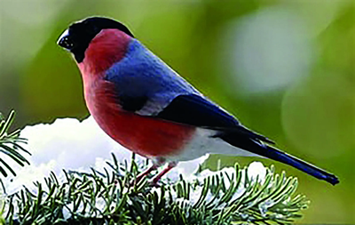 65 Jahre Vogelliebhaberverein