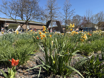 Blühender Bürgerpark