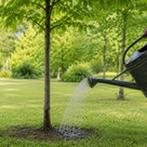 Gießaufruf für Pfaffenhofens Bäume und Wasser sparen