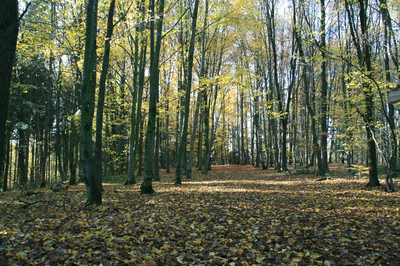 Rundgang Stadtwald mit WBV