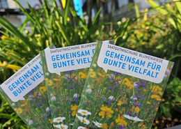 Neue Wildblumenmischung ist ab sofort kostenlos erhältlich.