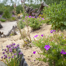 Im Bürgerpark soll ein Sandarium und Wildstaudenbeet entstehen. 