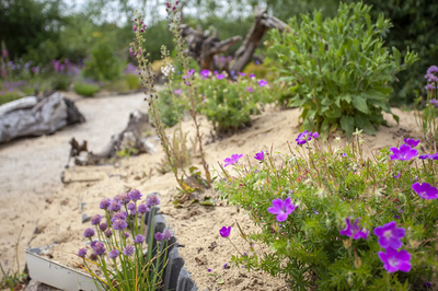 Im Bürgerpark soll ein Sandarium und Wildstaudenbeet entstehen. 