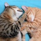 <b>Hombre und Roberto: eben noch fauchende Kontrahenten, Minuten später wieder kuschelnde Katzenkumpels</b> (Fotos © Paul Ehrenreich)