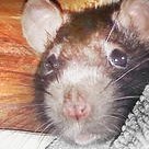 <b>Mogli ist eine von drei Rattenfräuleins, die auf ein neues Daheim hoffen</b>
(Foto: Sandra Lob / Tierschutzverein Pfaffenhofen)