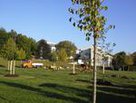 Ein Grabfeld mit elf neuen Bäumen haben die Stadtwerke Pfaffenhofen angelegt