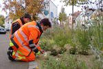 Birgit Bratonozic und Praktikant Christoph von den Stadtwerken setzen Tulpenzwiebel