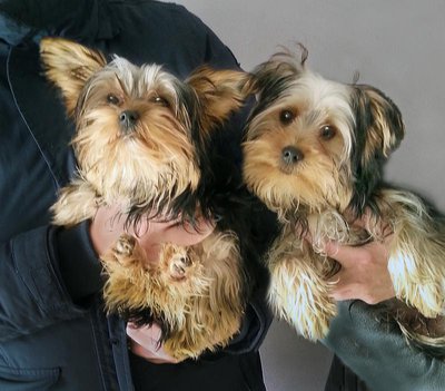 <b>
Die behinderte Molly (li.) und ihr behinderter Bruder Balou</b> (Foto: Sandra Lob)