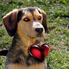 <b>Mischlingshund Sammy hat sein Valentinsgeschenk für Frauchen bereits</b> 
 (Foto: Katja Friese / Montage: Paul Ehrenreich für Tierschutzverein Pfaffenhofen und Umgebung)