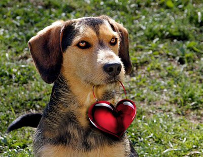 <b>Mischlingshund Sammy hat sein Valentinsgeschenk für Frauchen bereits</b> 
 (Foto: Katja Friese / Montage: Paul Ehrenreich für Tierschutzverein Pfaffenhofen und Umgebung)