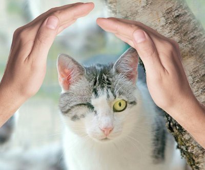 <b>Kater Alois leidet gleich an mehreren Krankheiten.</b> Dank seiner Paten darf das verschmuste Kerlchen für immer in der Herberge bleiben, bei "seinen" Pflegern.