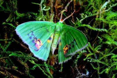 Rhodochlora claushippi im Moor