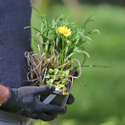 vhs-Abendseminar: Naturgarten für Einsteiger