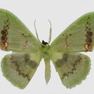 Rhodochlora claushippi