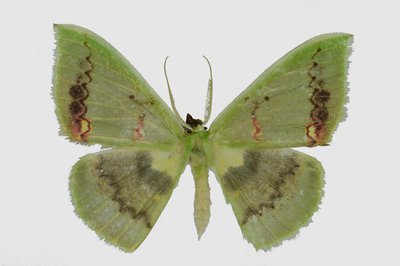 Rhodochlora claushippi