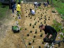 InterKulturGarten 2016: Eine Staudenblühfläche entsteht