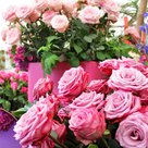 Eröffnet am 22. Juni: die neue Rosen-Schau in der Blumenhalle
