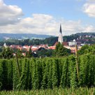 Ganz nah dran: Hopfengarten direkt am Stadtrand von Pfaffenhofen