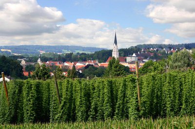 Ganz nah dran: Hopfengarten direkt am Stadtrand von Pfaffenhofen
