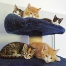 <b>Bis der Richtige kommt.</b> Die Wartezeit bis dahin wird in typischer Katzenmanier einfach verdöst (Foto ©: Sandra Lob)