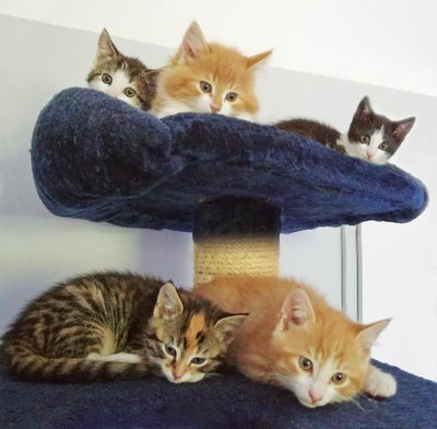 <b>Bis der Richtige kommt.</b> Die Wartezeit bis dahin wird in typischer Katzenmanier einfach verdöst (Foto ©: Sandra Lob)