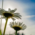Margerite in der Morgensonne: Dieses Foto von Thomas Bachhuber gehört zu den Siegerfotos des Wettbewerbs „Natur in der Stadt“ und ist auf einem der neuen Hallertauer-Regionalgeld-Scheine abgebildet.