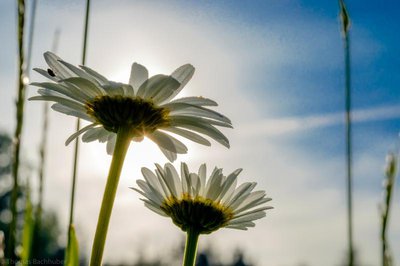 Margerite in der Morgensonne: Dieses Foto von Thomas Bachhuber gehört zu den Siegerfotos des Wettbewerbs „Natur in der Stadt“ und ist auf einem der neuen Hallertauer-Regionalgeld-Scheine abgebildet.