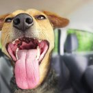 <b>Hunde haben im heißen Auto nix zu Lachen: Die Sommerhitze macht vielen Tieren zu schaffen  </b>(Foto: Pixabay / Montage: Paul Ehrenreich)