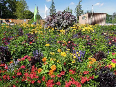 Sommerblumenbeet auf dem Festplatz