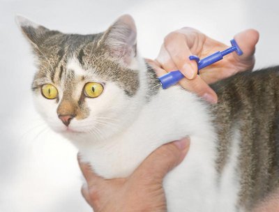 <b>Katerchen Danilo wirkt eher überrascht als ängstlich. </b>In wenigen Augenblicken ist das Werk vollbracht und das Kerlchen ein ganzes Katzenleben lang gekennzeichnet
(Foto: Paul Ehrenreich)