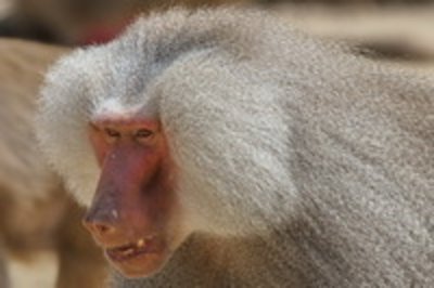 vhs - Exkursion Tierfotografie im Augsburger Zoo
